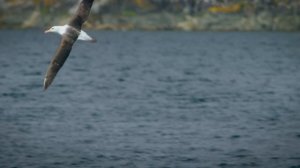 Патагония: Жизнь на краю света 1 сезон 4 серия (документальный сериал, 2022)