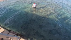 04 Египет Шарм Ноябрь 2025 Купаемся кормим рыбок