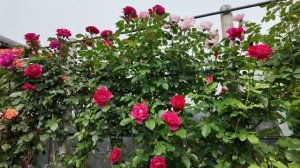 сад🌹🌹🌹🌿