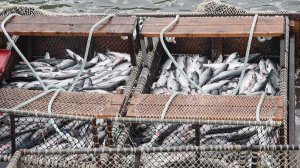 Вылов рыбы в Северном бассейне сократился за год почти на треть