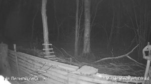 LIVE: На лесной опушке. Природа онлайн