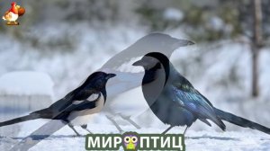 Мир птиц – красота и грация пернатых созданий Природы 🦩🦚🦜 Выпуск (430) 🦉🐦🐤
