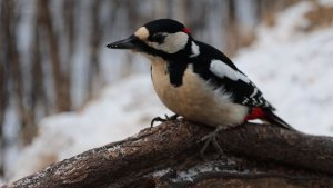 Дятел и белки. Зарисовка