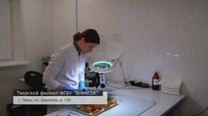 Как обеспечивается безопасность продуктов на новогоднем столе в Тверской области