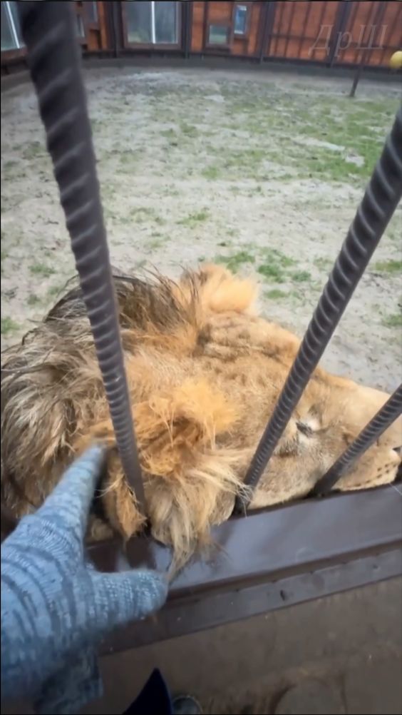 ШЕРХАН, давай ушко почешу. #шерхан_тайган #шерхан #лев #юмор #shortvideo смотреть онлайн