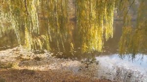 Золотая осень. Листопад.