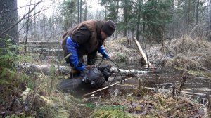 Охота на бобра #48 \ Рекорд сезона