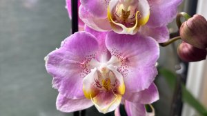 Орхидеи 🌺 Цветение декабря 2025 🦋❤️🥰