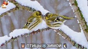 Птицы зимой в лесу 🐦⬛🦉🦅 видео для отдыха душой 🌲(4)