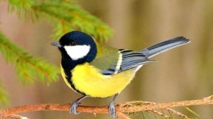 Кормушка с птицами / Сибирь