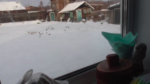 25 декабря 2025 год . Моя кормушка для птичек