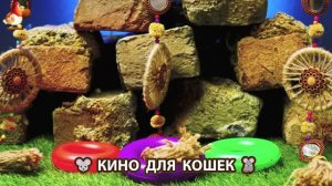 Видео для кошек про крысок развлекать питомцев 🐭🐀😂 (413)