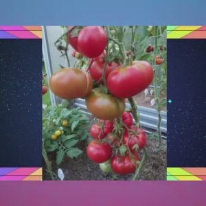 Томаты Польской селекции.  Новинки 2025 года. Часть 1.  т. 89229284031