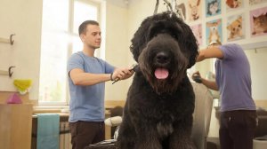 Груминг Джека, русский чёрный терьер 😉