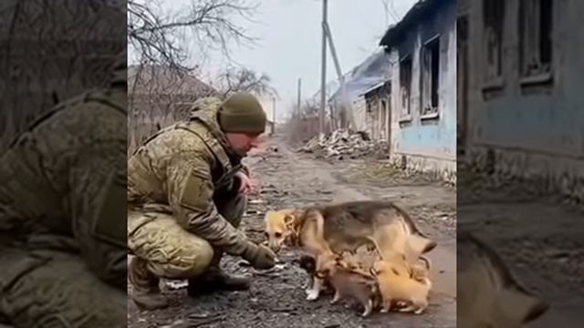 Реакция собачки на нашего бойца смотреть онлайн
