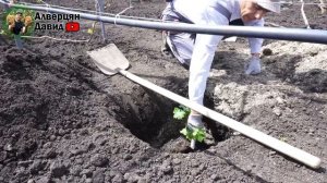 Весенняя посадка вегетирующих саженцев