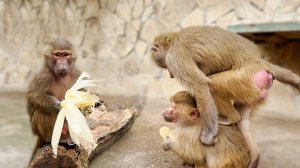 Люся СТАЛА ЛИДОЙ, а Маня - Люсей? ПЛОХОМУ быстро учатся! Берет измором, преследует и доминирует!