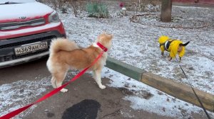 Будущий декор. Минус. Лапки мерзнут. Кабачки.