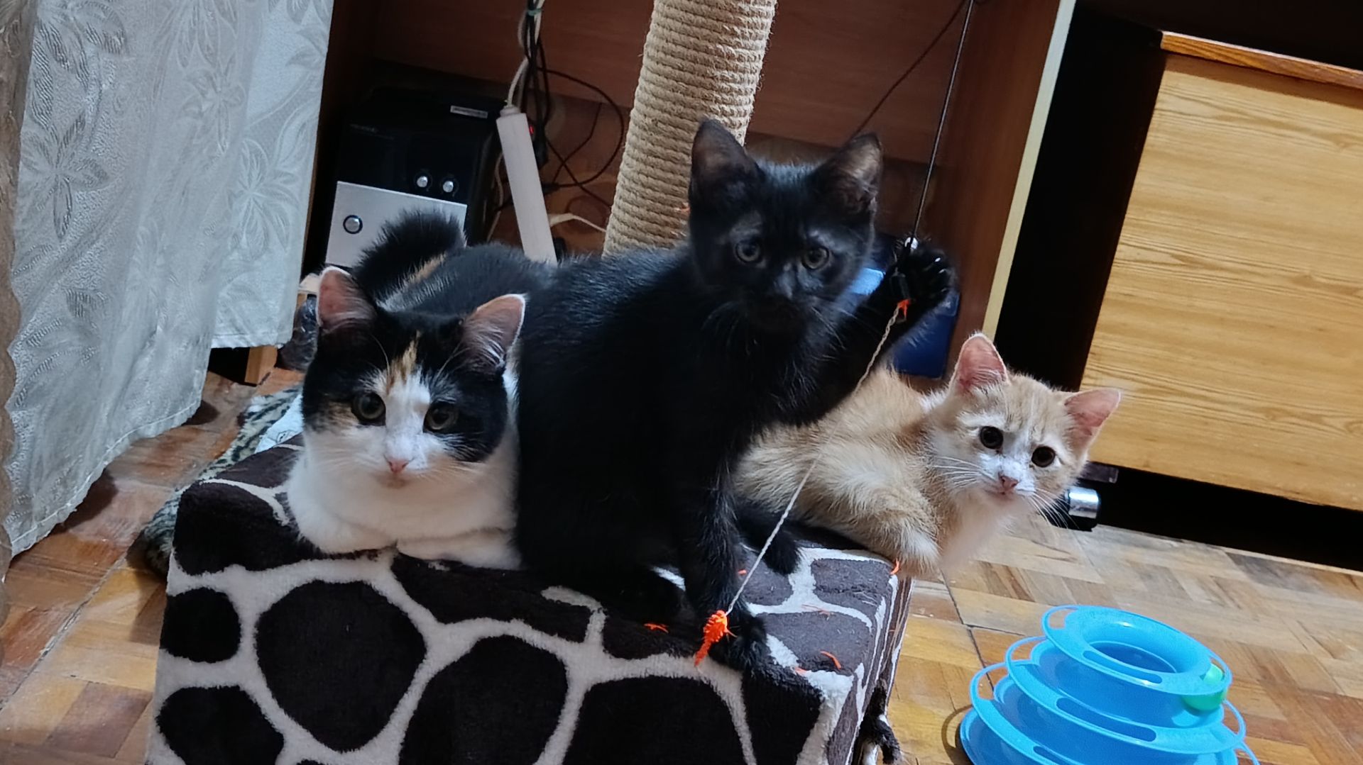 Котята заболели чесоткой.