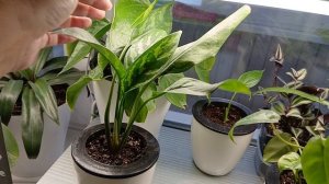 25.12.2025 г.Комнатные растения и рассада