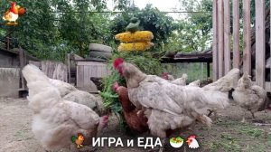 Кормление кур овощами и фруктами для зарядки и от скуки 🥗🐓🤗  (22)