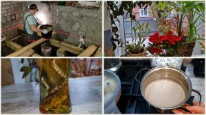 Штукатурные работы в дубае. Тот самый со вкусом из детства. Бутыль с гадом и новый цветочек