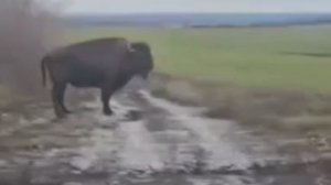 🦬 Бизон в районе Саур-Могилы

Очевидцам удалось снять видео с краснокнижным животным в районе Саур-