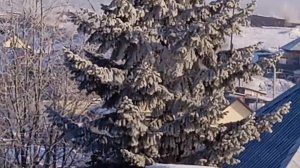 Главная елка на площади города! Вечер. 26-12-2025