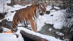 Амурский тигр погиб в ДТП в Хабаровском крае