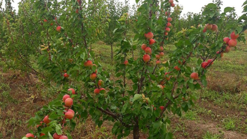 Саженцы абрикоса производство Сербия
