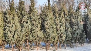 🌲 Продажа новогодних ёлок продолжается в Уссурийске