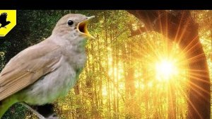 Шум листвы и пение птиц для отдыха и сна. Расслабляющие звуки природы  Релакс видео.