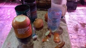 ЁМКОСТЬ ЛАЙФАК ДЛЯ ПОДОКОННИКА. ЗЕЛЕНЬ  ,ЛУК СОРТ МАНАС