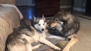 Волчья собака