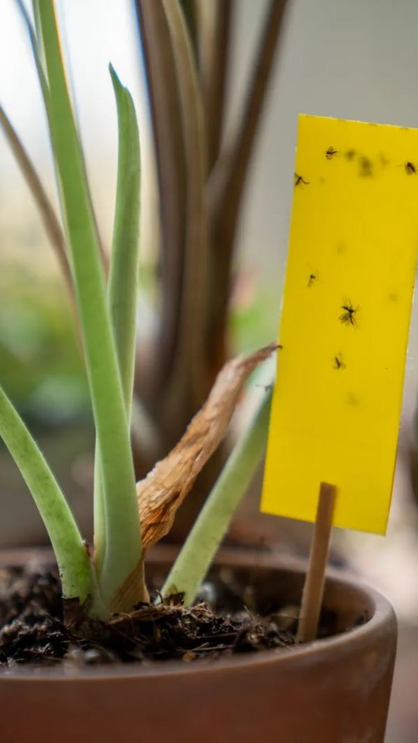 КАК БОРОТЬСЯ С ГРИБНЫМ КОМАРИКОМ смотреть онлайн