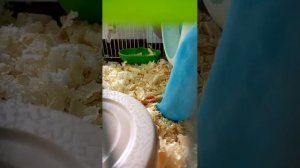 хома на прогулке