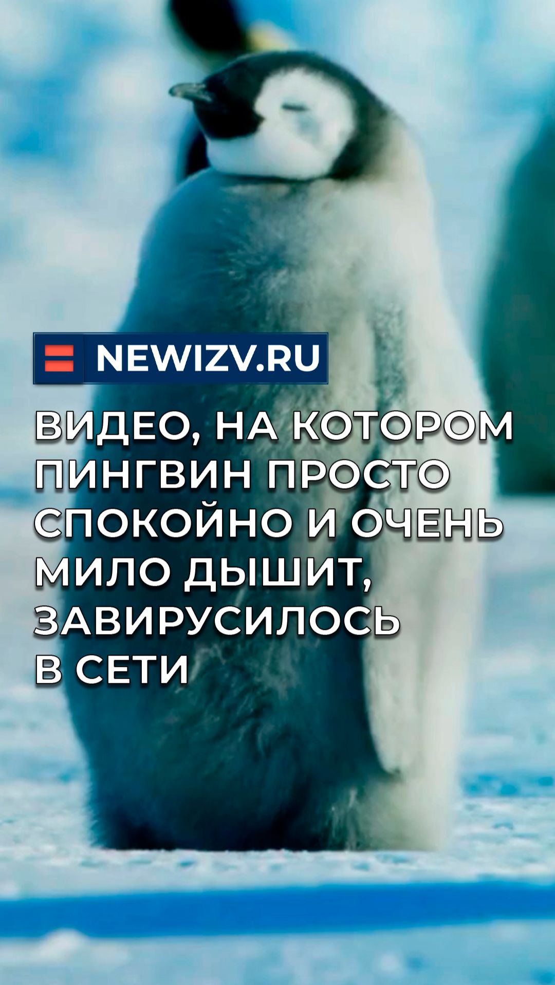 Видео, на котором пингвин просто спокойно и очень мило дышит, завирусилось в сети смотреть онлайн