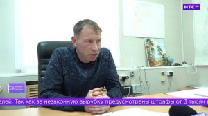 Рассказываем, где взять живую елочку на Новый год