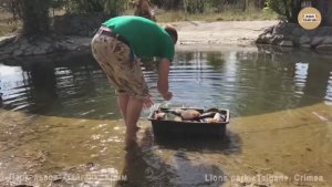 Львица Лейла поймала золотую рыбку! Тайган. Крым. Lioness Leila caught a goldfish!