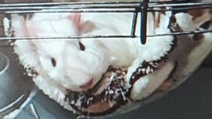 Животные грызуны/грызуны какие животные/мелкие животные грызуны/животное грызун /домашние животные /