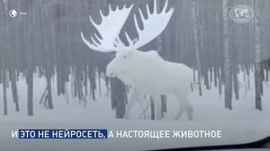 Белоснежный лось попал на камеру в Канаде | @Русское географическое общество