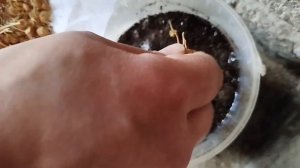 Как правильно выращивать растения из семян.