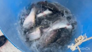 Пополнение садков Форелью