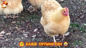 Куры Бафф Орпингтон ласковые золотые несушки❣️🤗😂 (154)