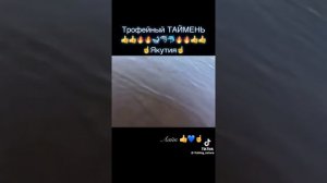рыбалка .трофейный таймень