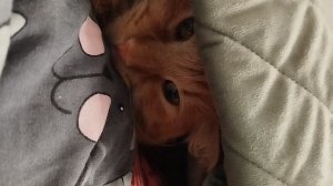 Вот такое ещё видео из-за моего долгого отсутствия 😉😉😉😉