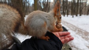 Белки. Зарисовка