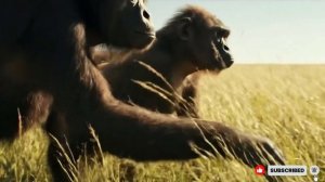 Жизнь 7.5 миллиона лет назад. Гоминиды открывают для себя Землю.