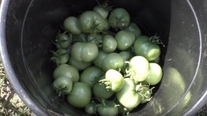 Куда девать мелкие зеленые помидоры