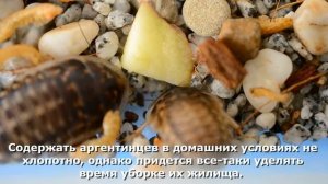 Природа шепчет. Аргентинский таракан и его говорящее имя